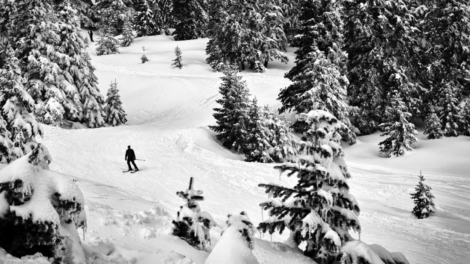 Skier on a snowy forest slope at Uludag, Bursa