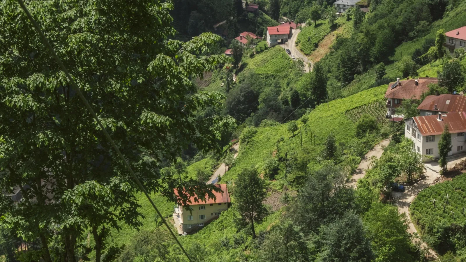 Green tea plantations on the hills of Rize